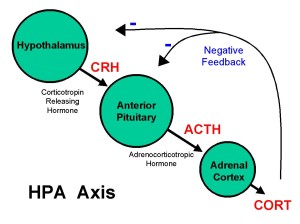 Basic_HPA_Axis